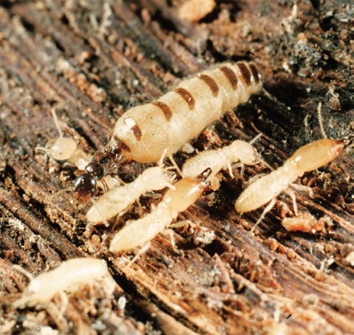 Diệt mối tận gốc tại hưng yên